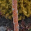 Toba Hawthorn #10 - Image 3